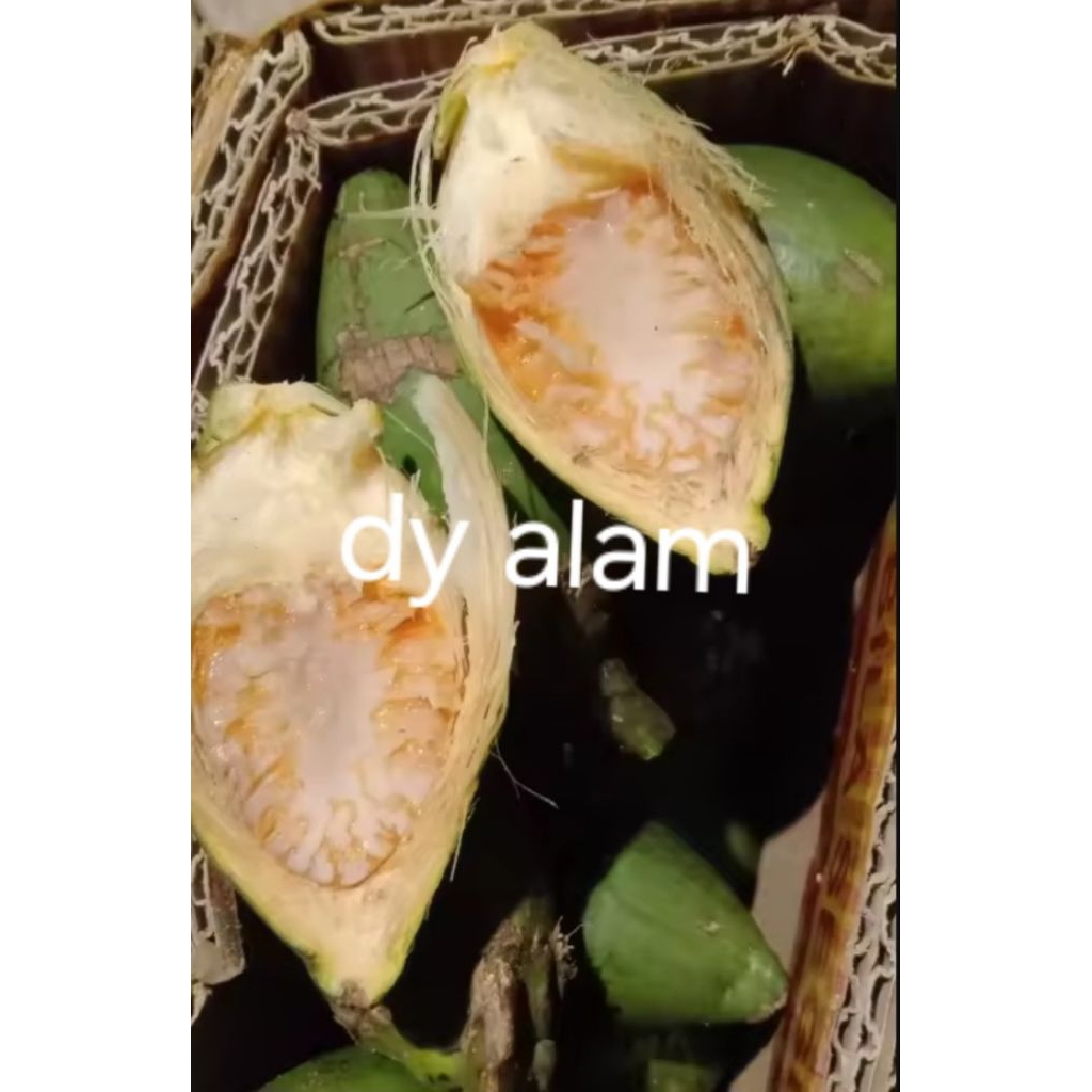 

1kg buah pinang muda segar baru metik