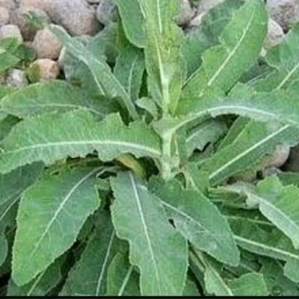 

obat herbal daun tempuyung segar berat 1 kg