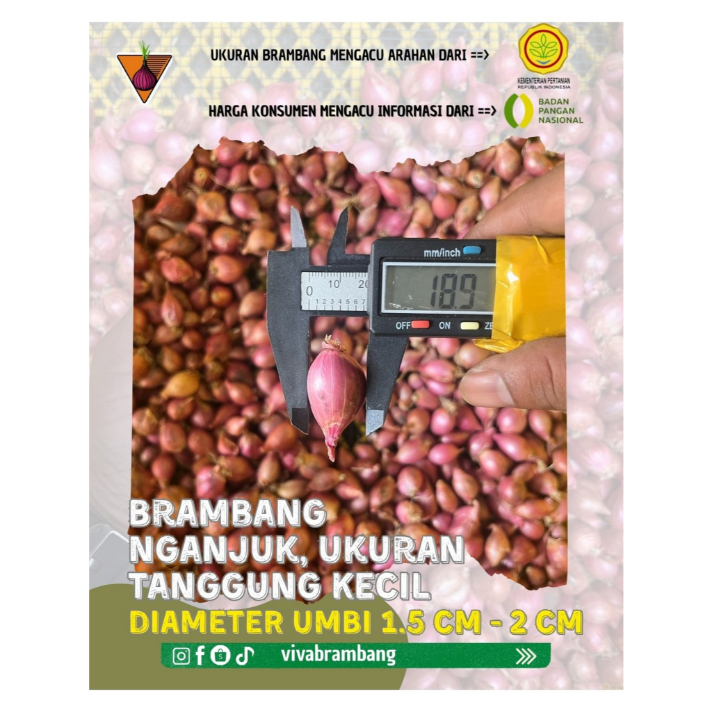 

Bawang Merah Brambang Nganjuk Kering Murah Tanggung Kecil (masih kupas able)