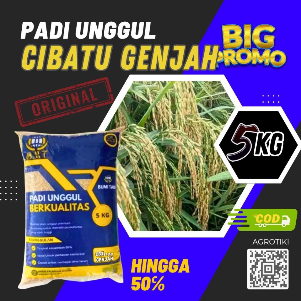 bibit padi Cibatu genjah