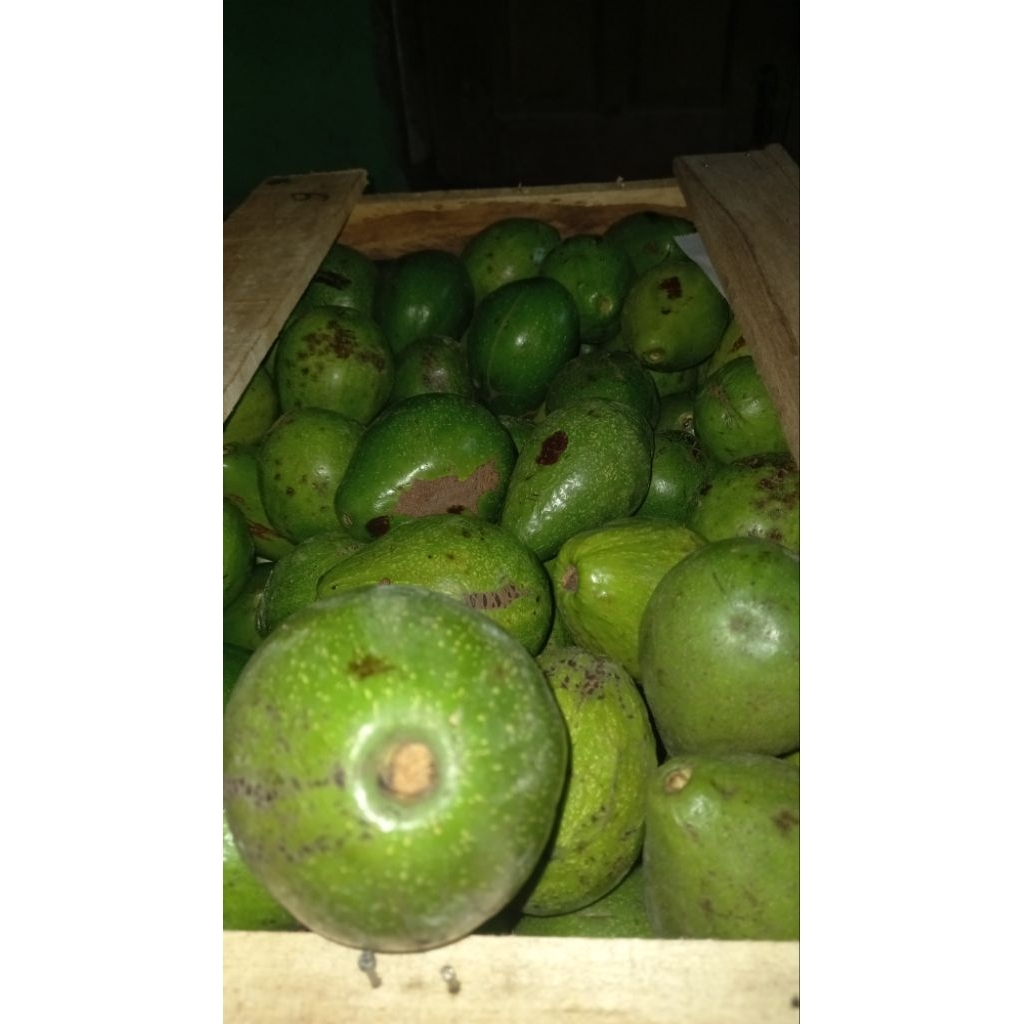 

ALPUKAT MENTEGA MURAH BEKASI