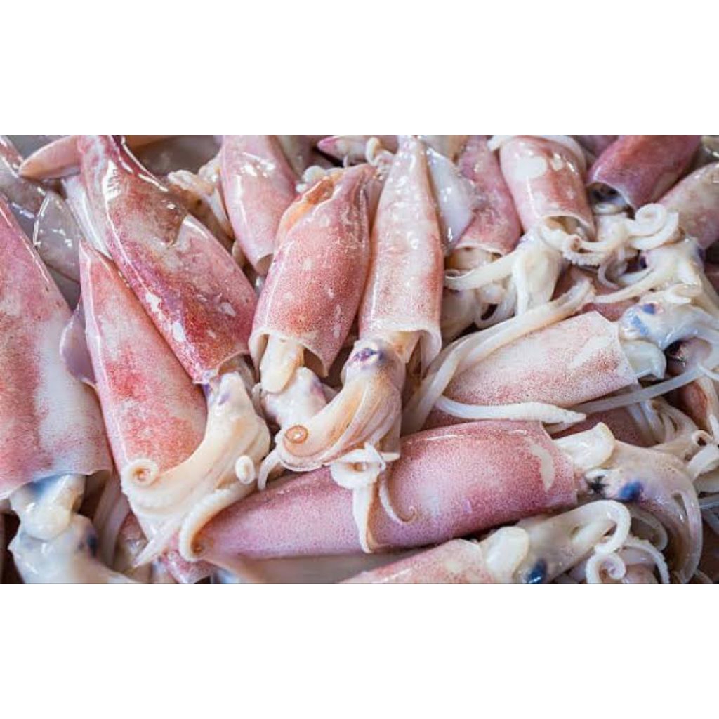 Cumi Cumi Segar Seafood Kiloan