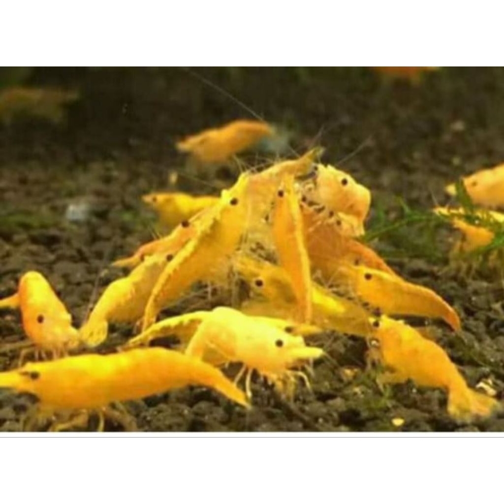 aksesoris udang sintetis aquarium yellow fire indukan aquascape
