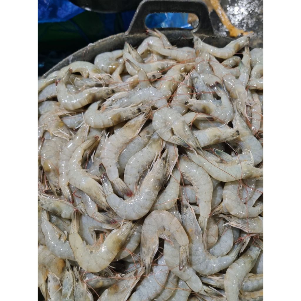 

Udang vaname