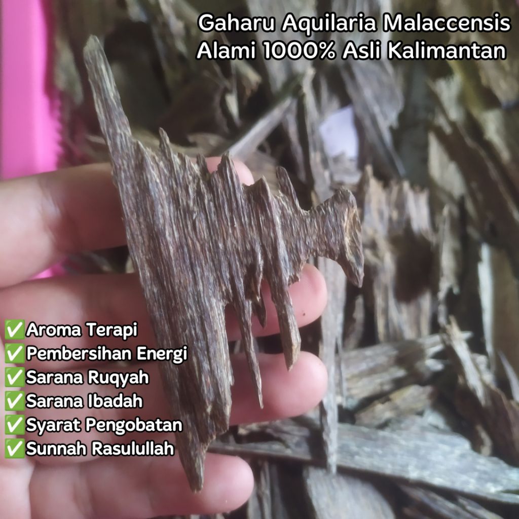 (TERBAIK TERMURAH) Kayu Gaharu Super Aquilaria Malaccensis Kwalitas Arab Asli Kkalimantan Buhur Buhk