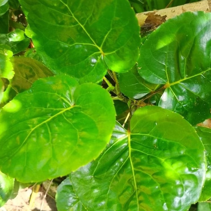 

obat herbal daun mangkokan segar di petik langsung per 100 lembar