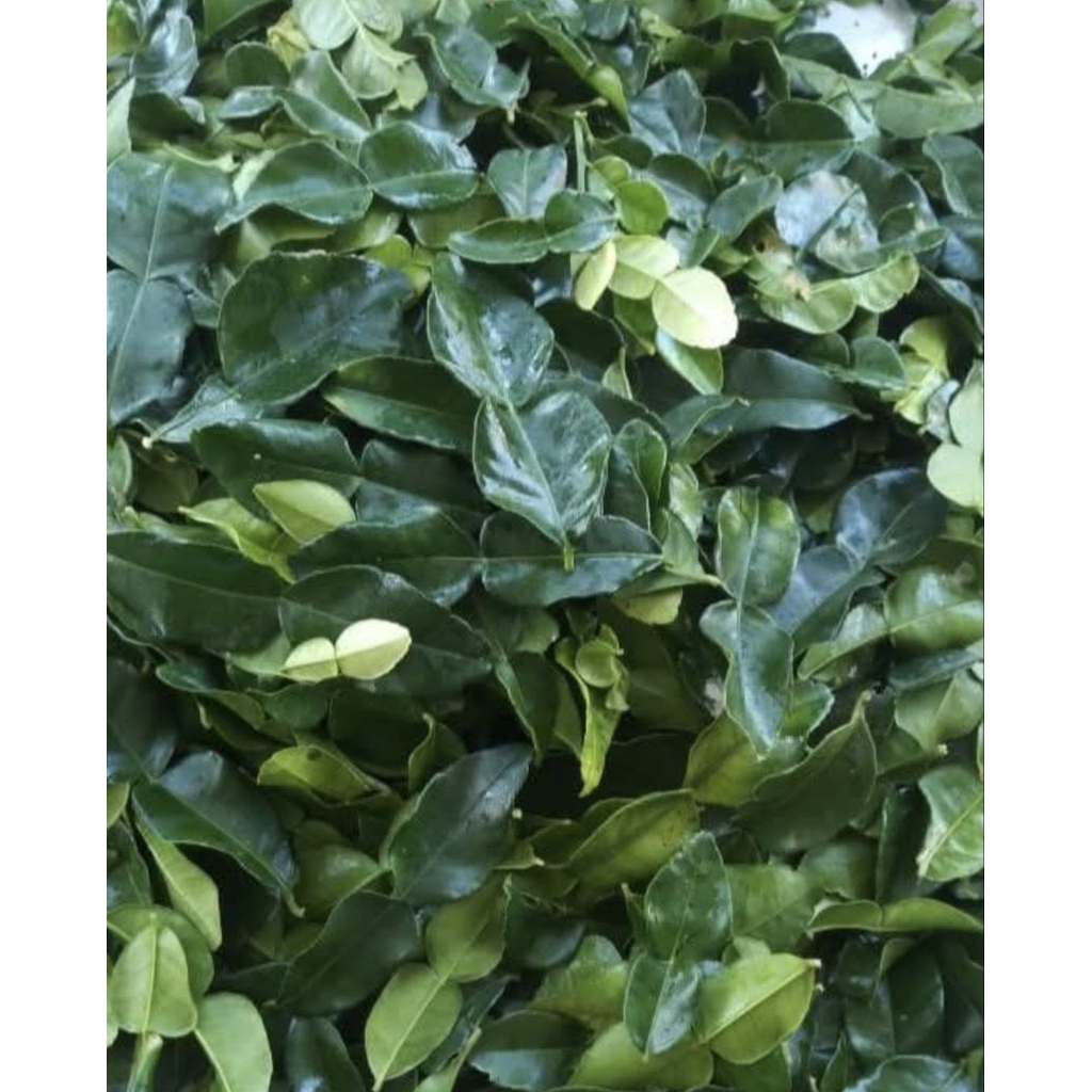 

daun jeruk purut/daun jeruk angka 8 segar 250g