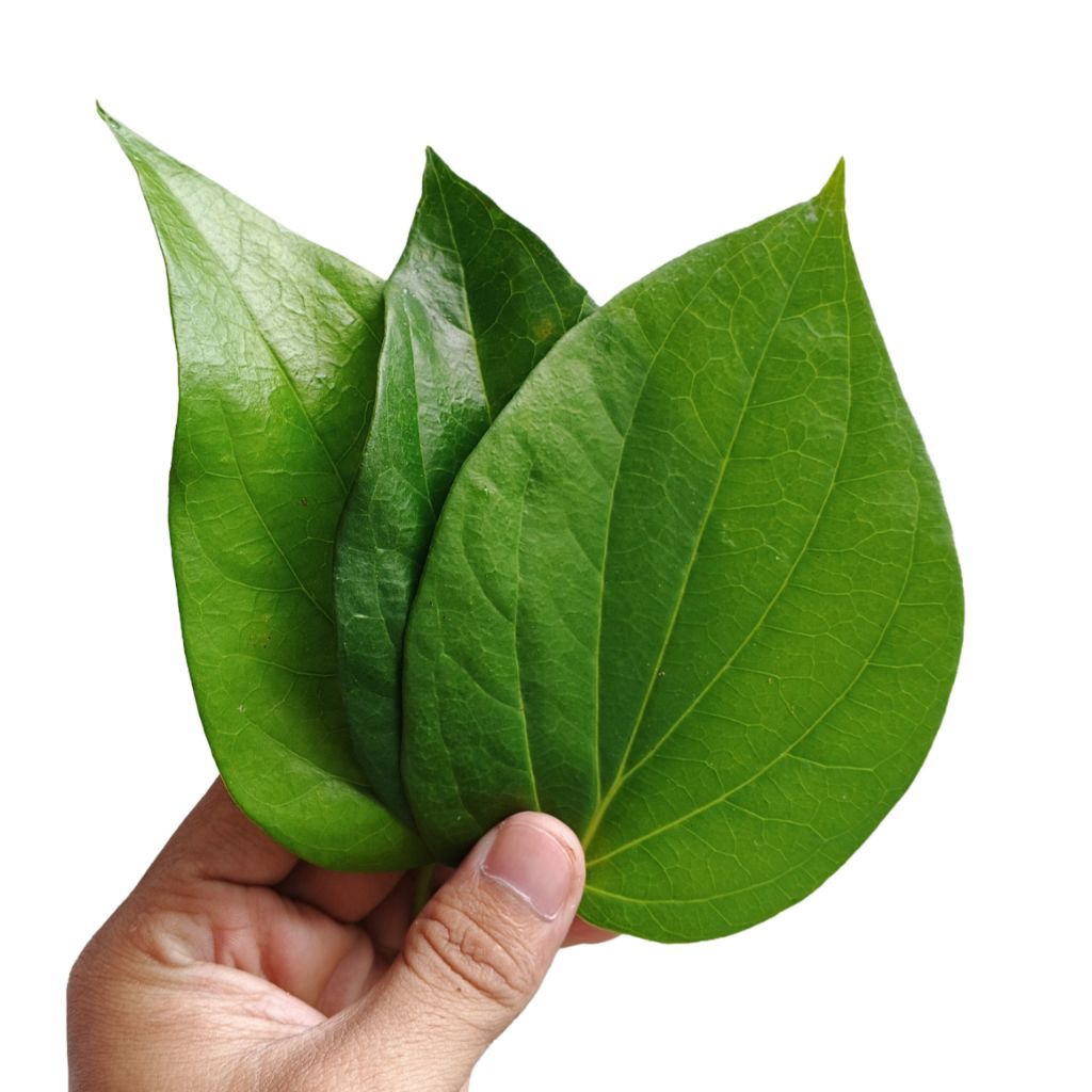 

Daun Sirih Segar - Daun Sirih Fresh Daun Sirih Obat Herbal Tanaman Herbal