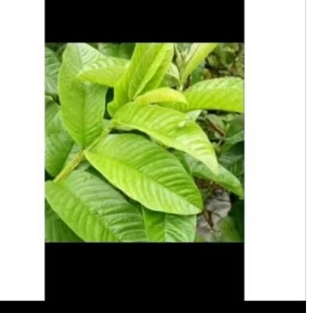 

Daun jambu biji merah,100lembar+5 lembar bonus