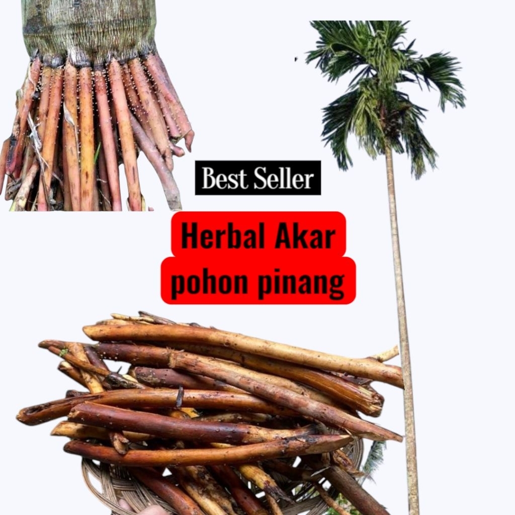 

Akar pohon pinang segar atau akar pohon Jambe herbal alami