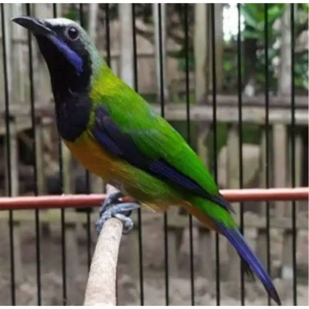 cak cungkok jantan pilihan rawatan