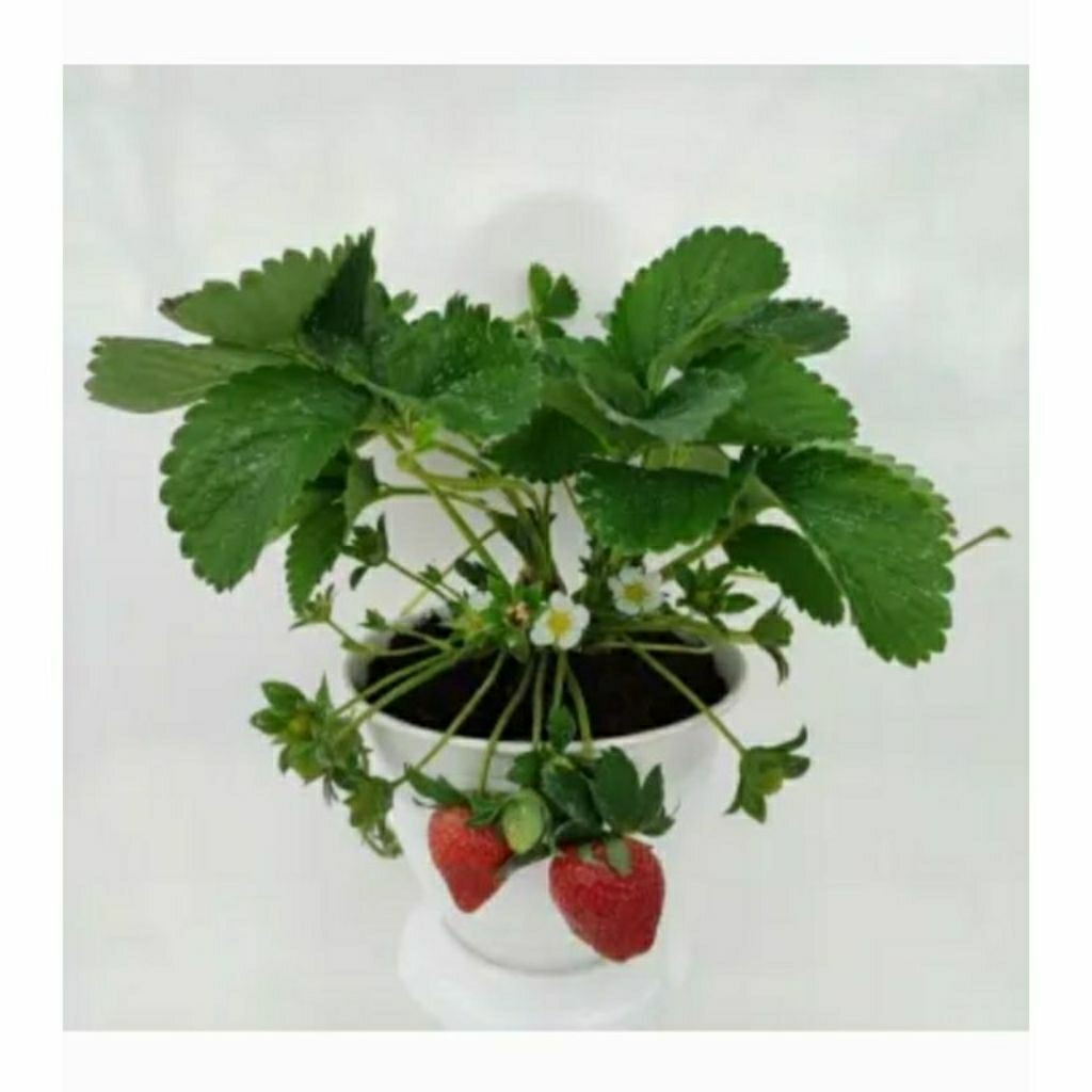 

bibit strawberry california jumbo siap berbuah
