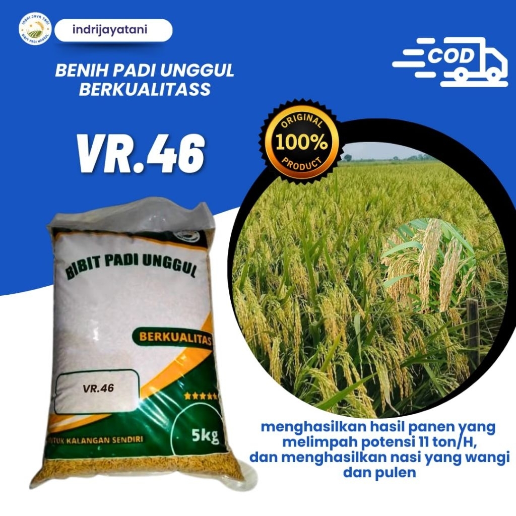 benih padi VR 46 benih padi unggul dan berkualitas 5kg