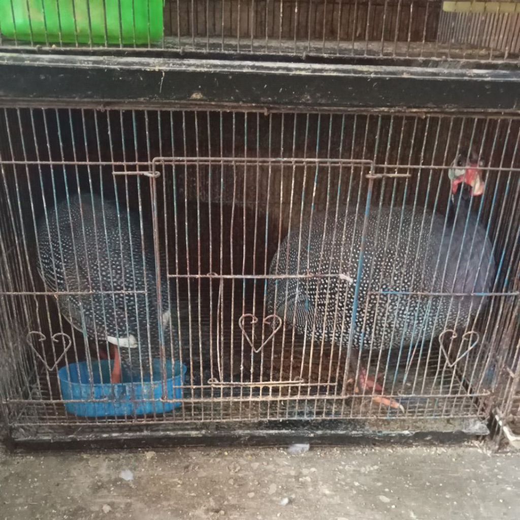 ayam mutiara dewasa.