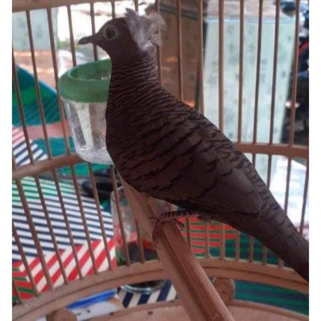 Burung Perkutut Cemani Jambul Songgoratu