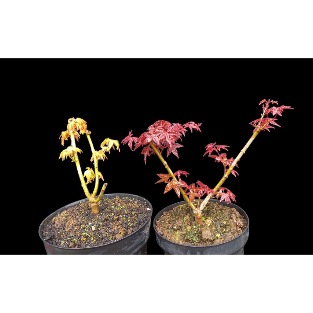 golden maple japanese gold maple