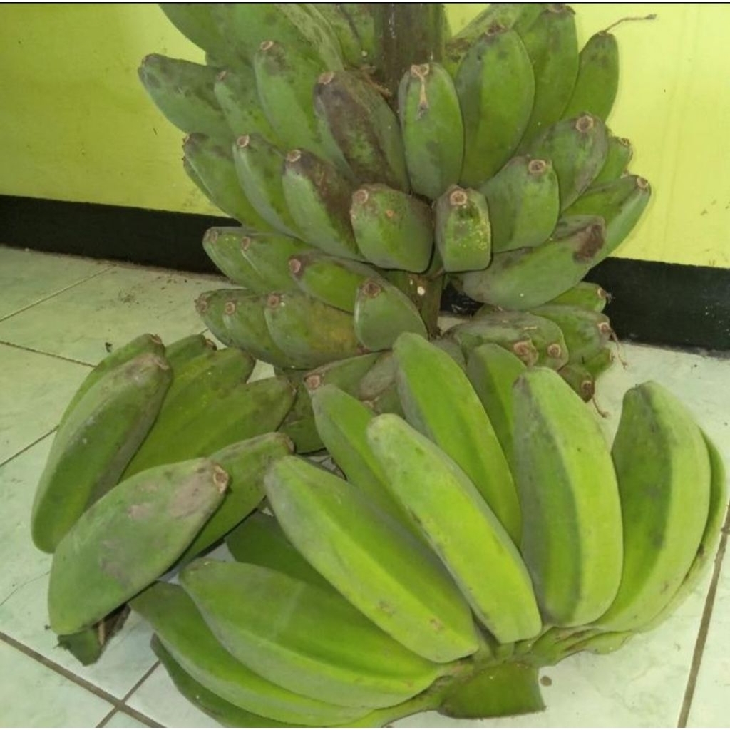 

pisang kepok tua super