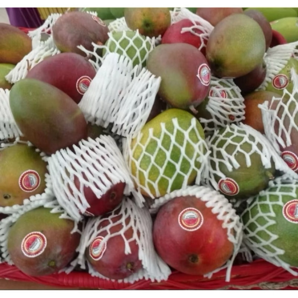 

Mangga Pelangi | Mangga Grafita 1kg