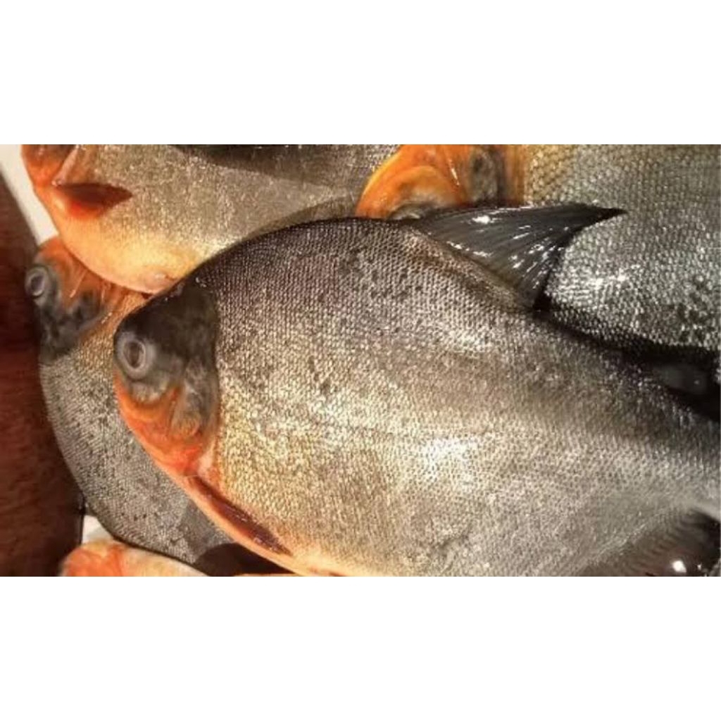 

Ikan Bawal Tawar Segar 1 kg