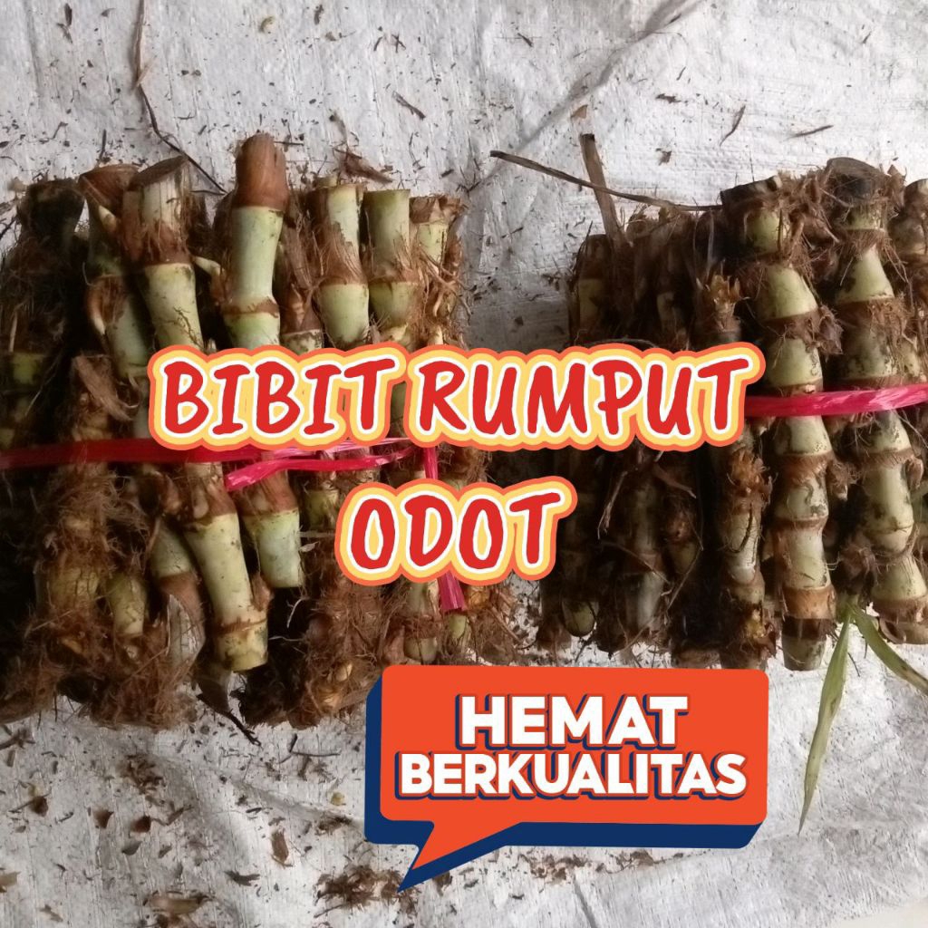 bibit rumput odot isi 50batang