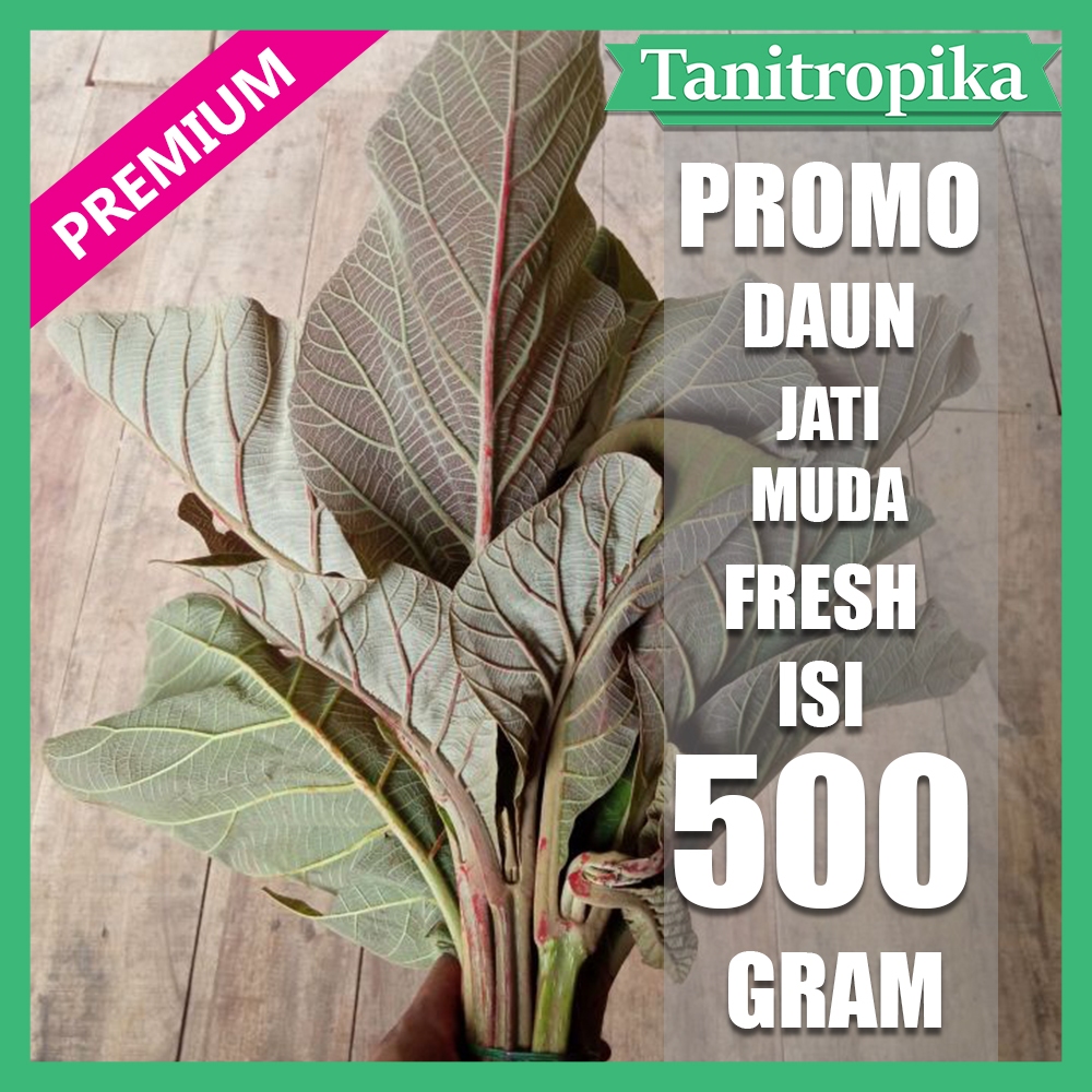 

Daun Jati segar 500 gram pucuk herbal alami tani tropika