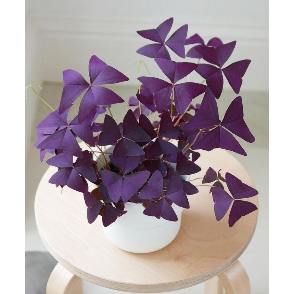 Bunga oxalis kupu - kupu ungu / Tanaman oxalis ungu