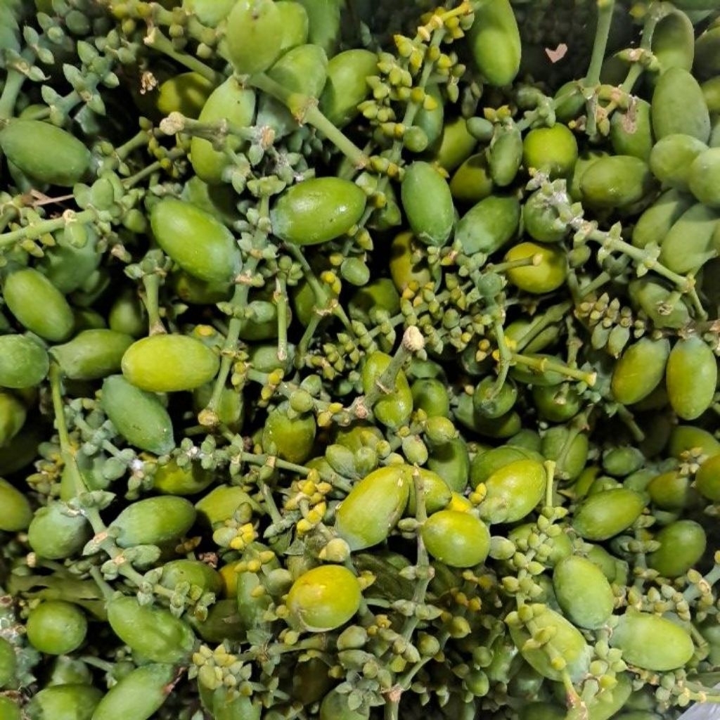 

Buah Melinjo Segar Bandung