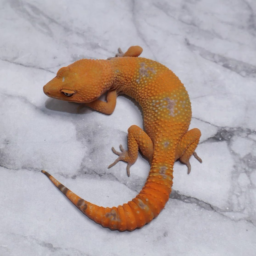 Gecko Sunglow Tomato Pedes