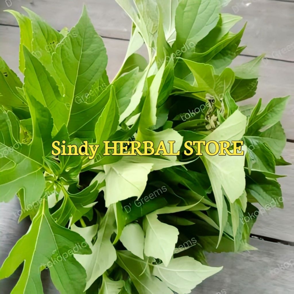 

Daun Insulin Segar Dadakan Isi 1 Kg Petik Langsung