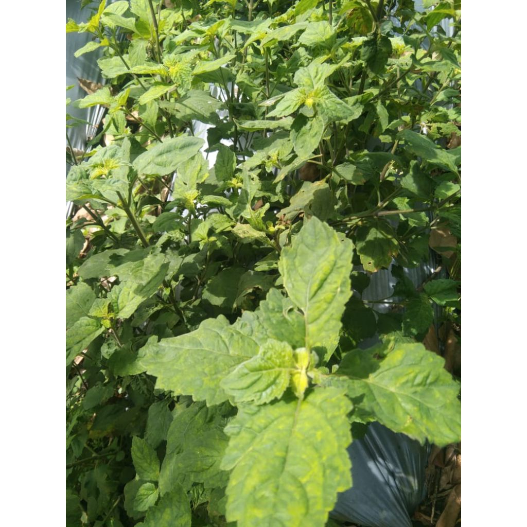 

Daun nilam segar 500 gram