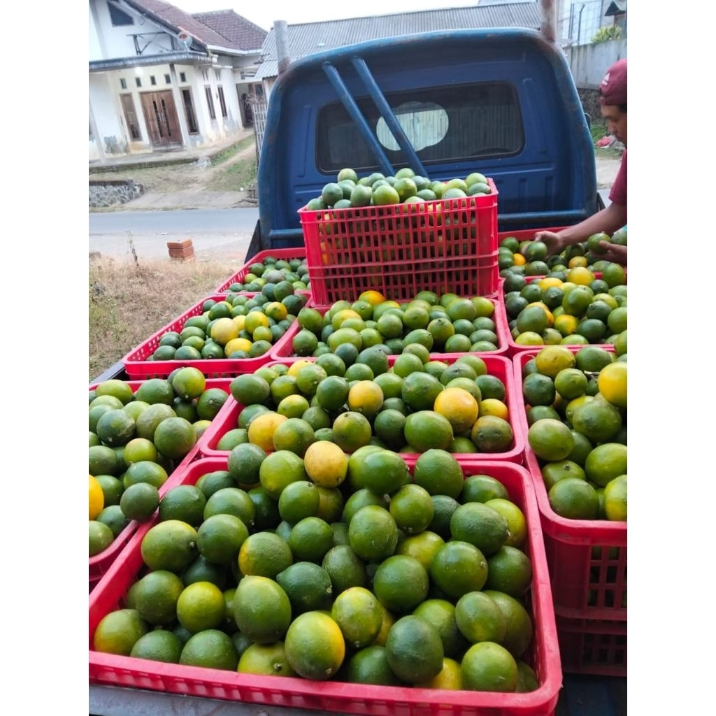 

jeruk lemon California hijau pujon malang 1 kg