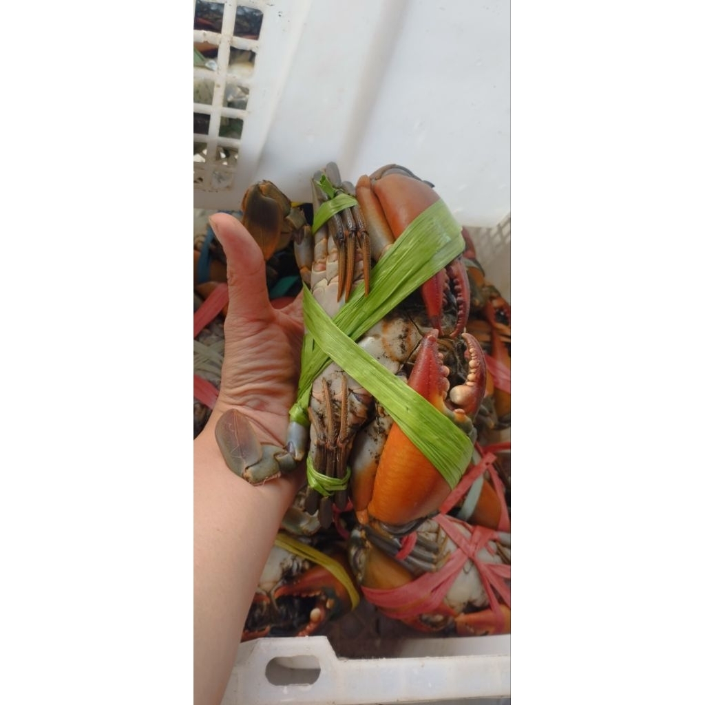 

Kepiting murah surabaya