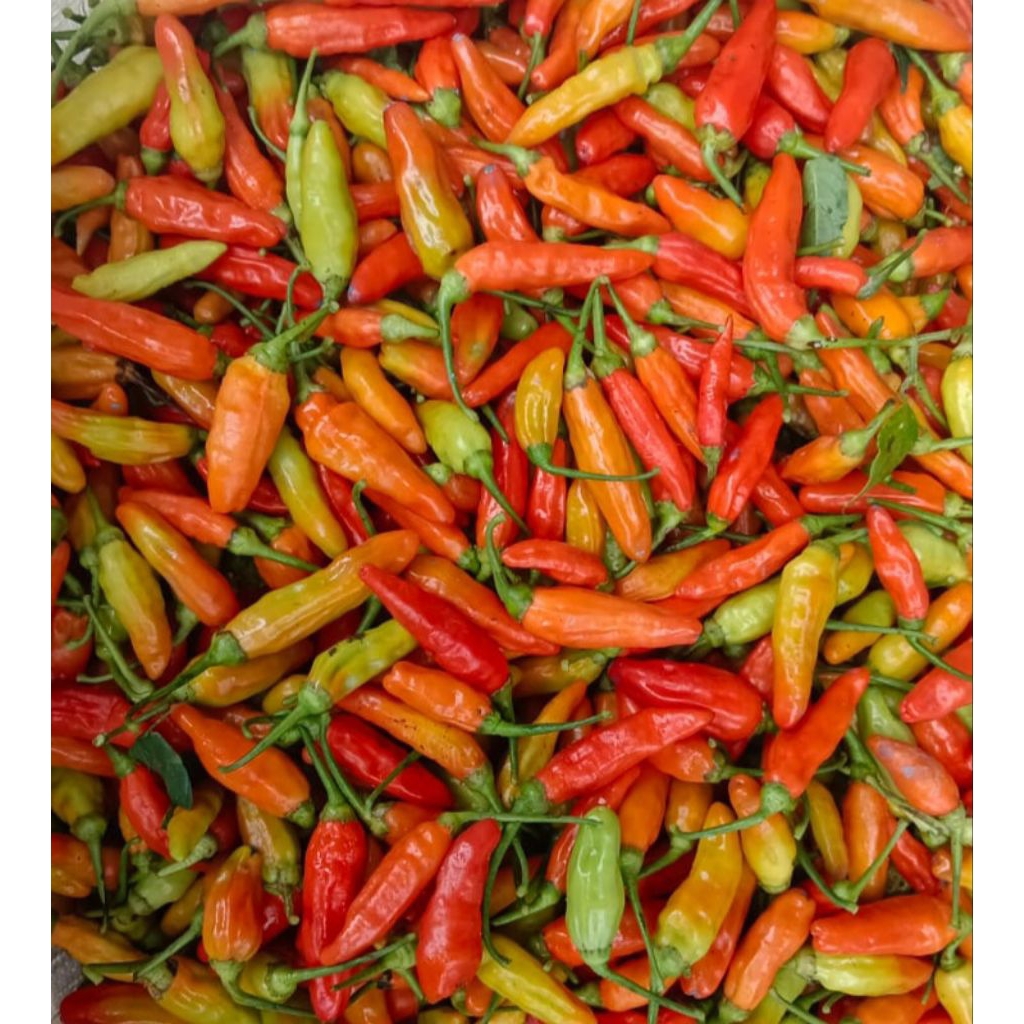 

Cabe Rawit Merah Pedas (CRM)