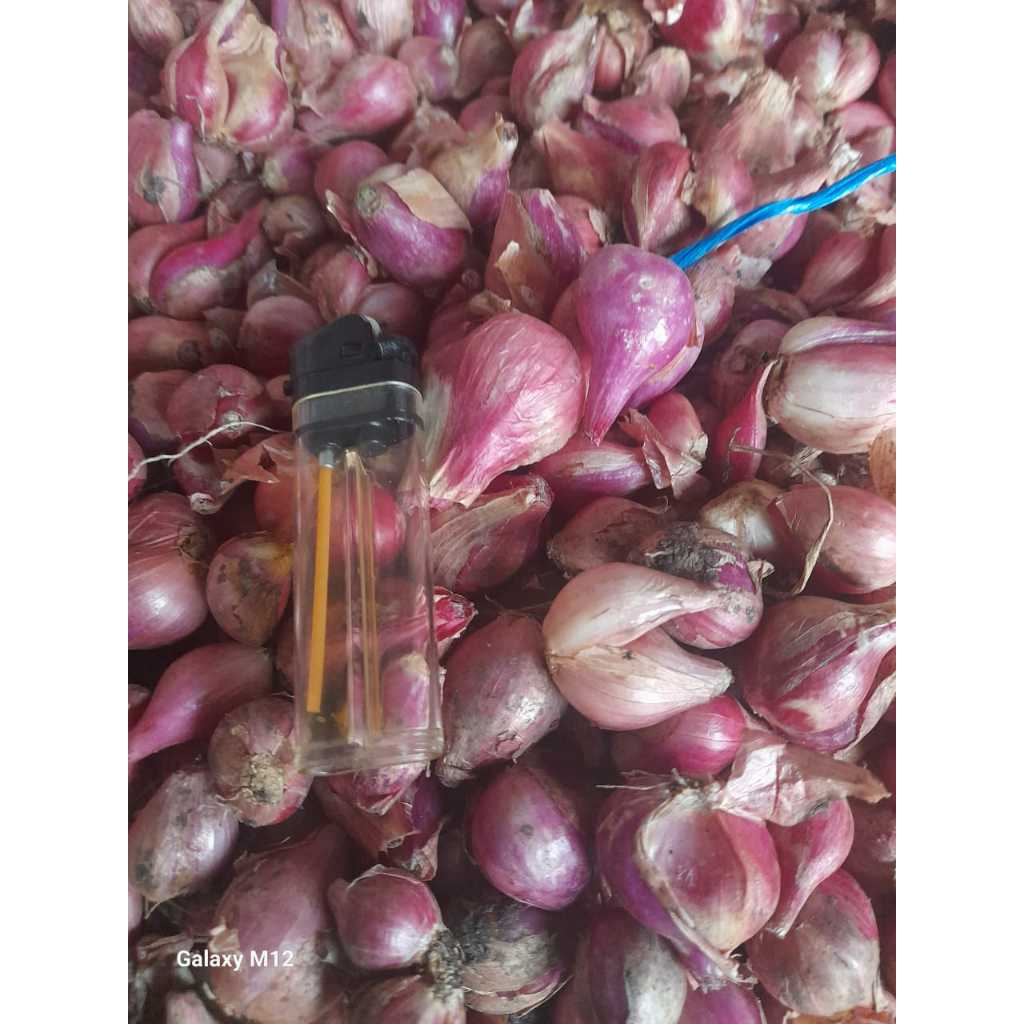 

Bawang Merah Besar Super Segar 250 Gr Kupas Bersih Siap Masak Kualitas Premium Harum Tahan Lama