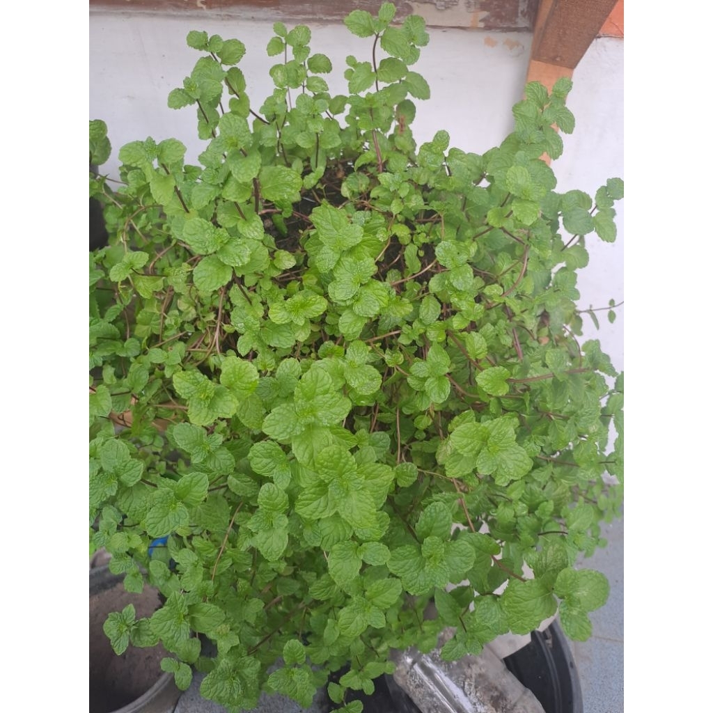 

daun mint tanpa akar
