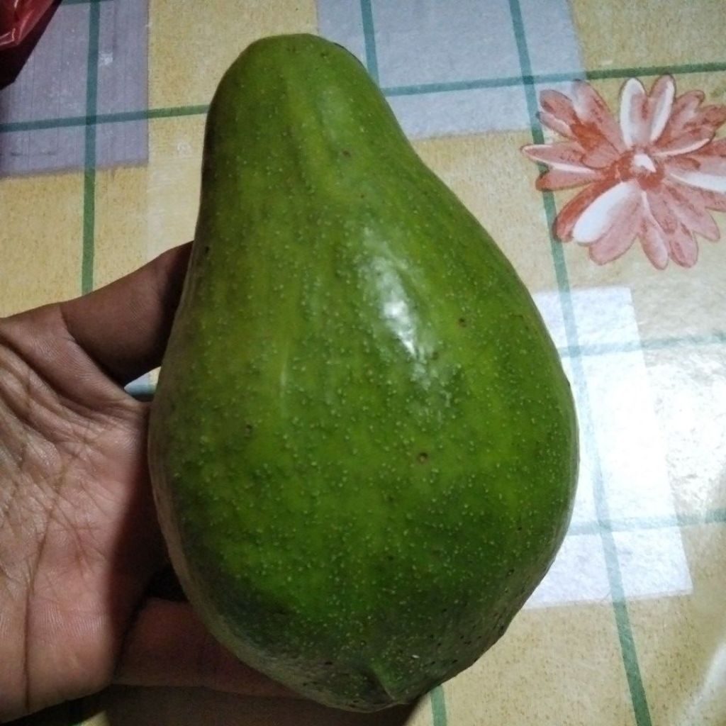 alpukat mentega muria