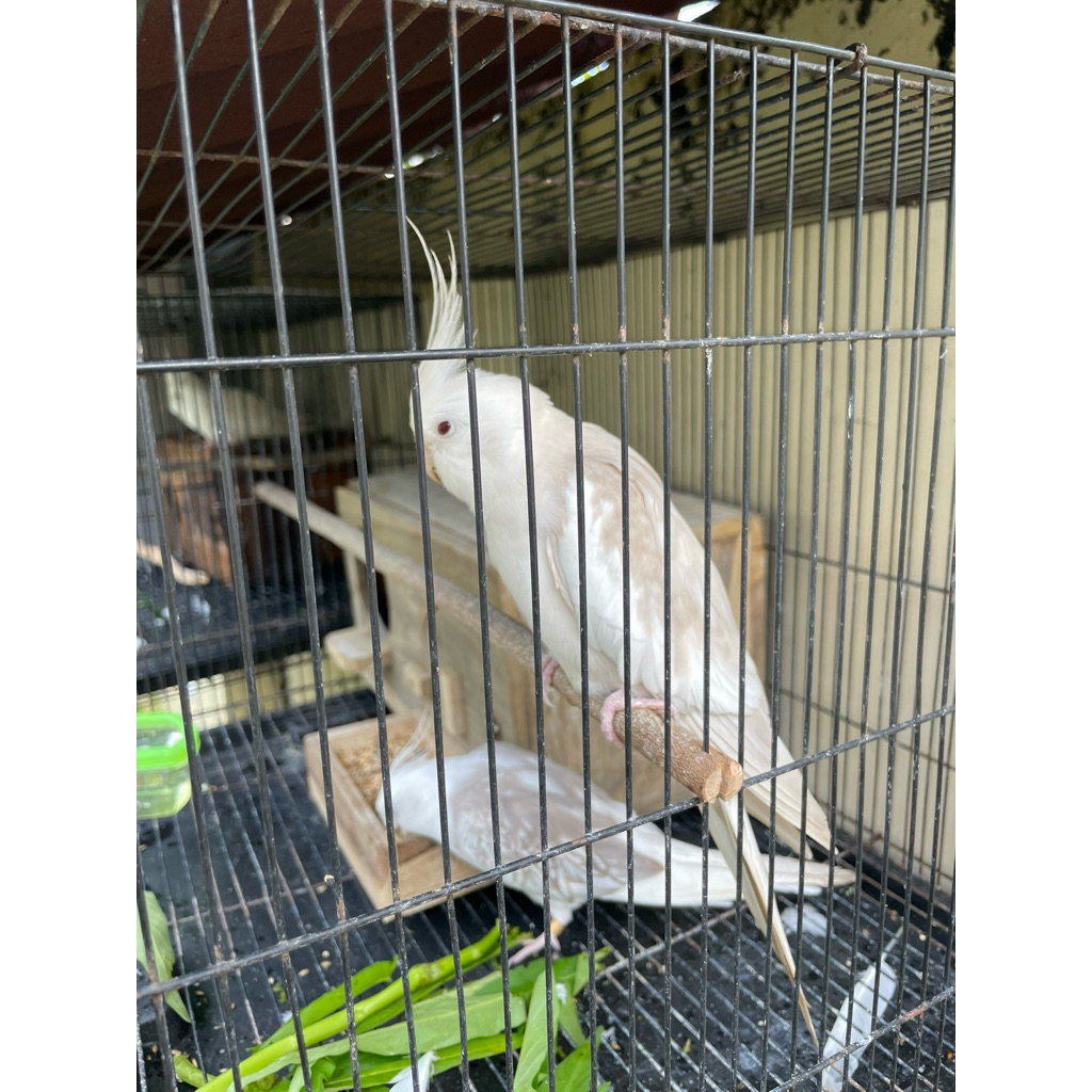 Burung Falk Fallow langka Parkit Australia Sepasang Indukan