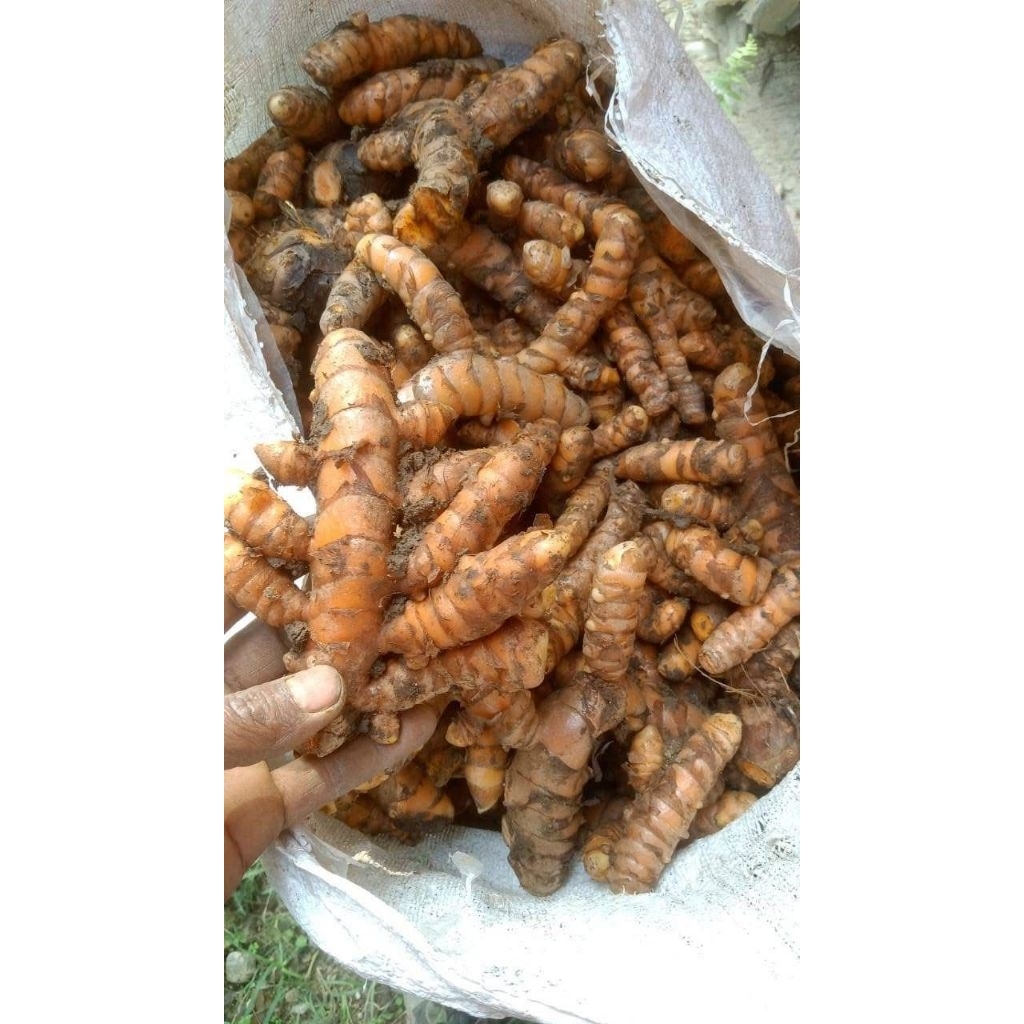 

1kg Kunyit Segar Hasil Bumi Tani