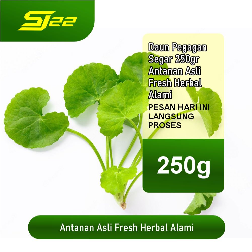 

Daun Pegagan Segar 250gr – Antanan Asli Fresh Herbal Alami