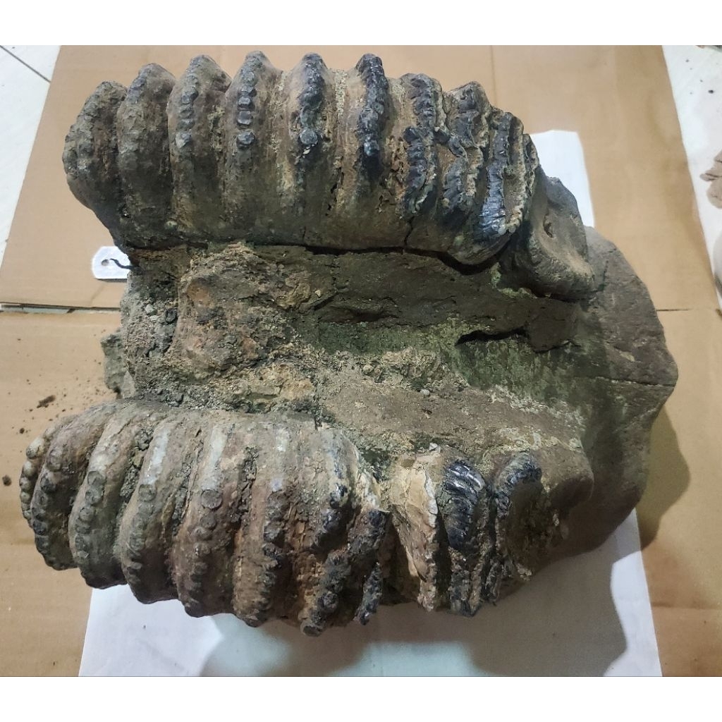 1 biji fossille gigie dan gusie yang membatu (sangat langka) 9,78 kg (15kg karena harus packing kayu