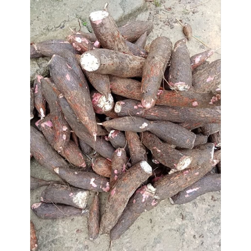 

1 kg Singkong Mentah