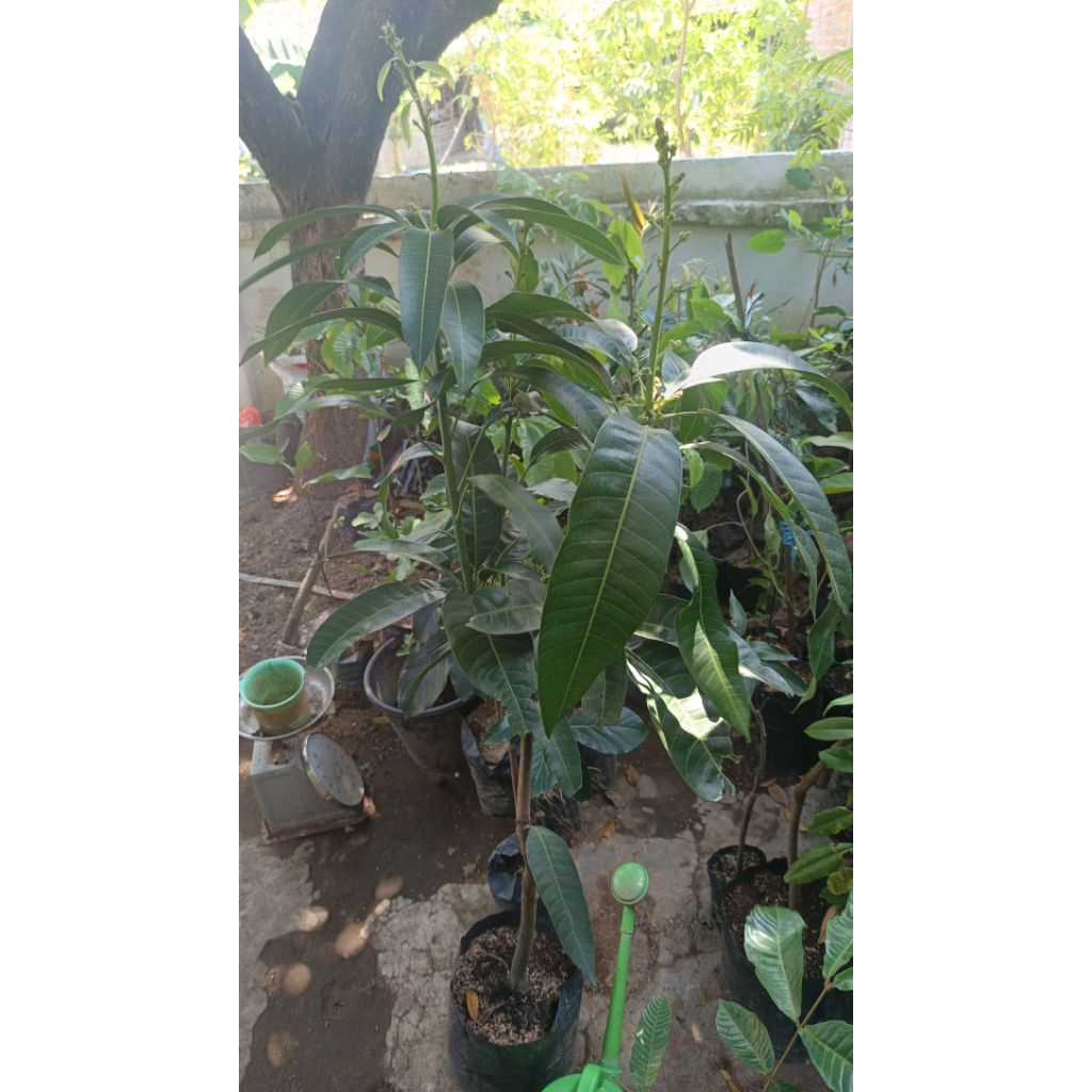 bibit mangga miyazaki