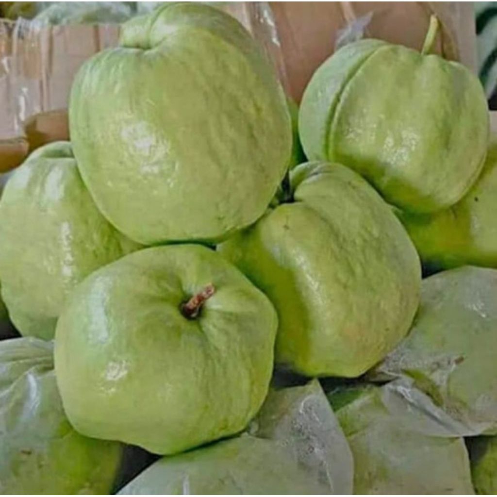 

1 kg jambu kristal tanpa biji renyah