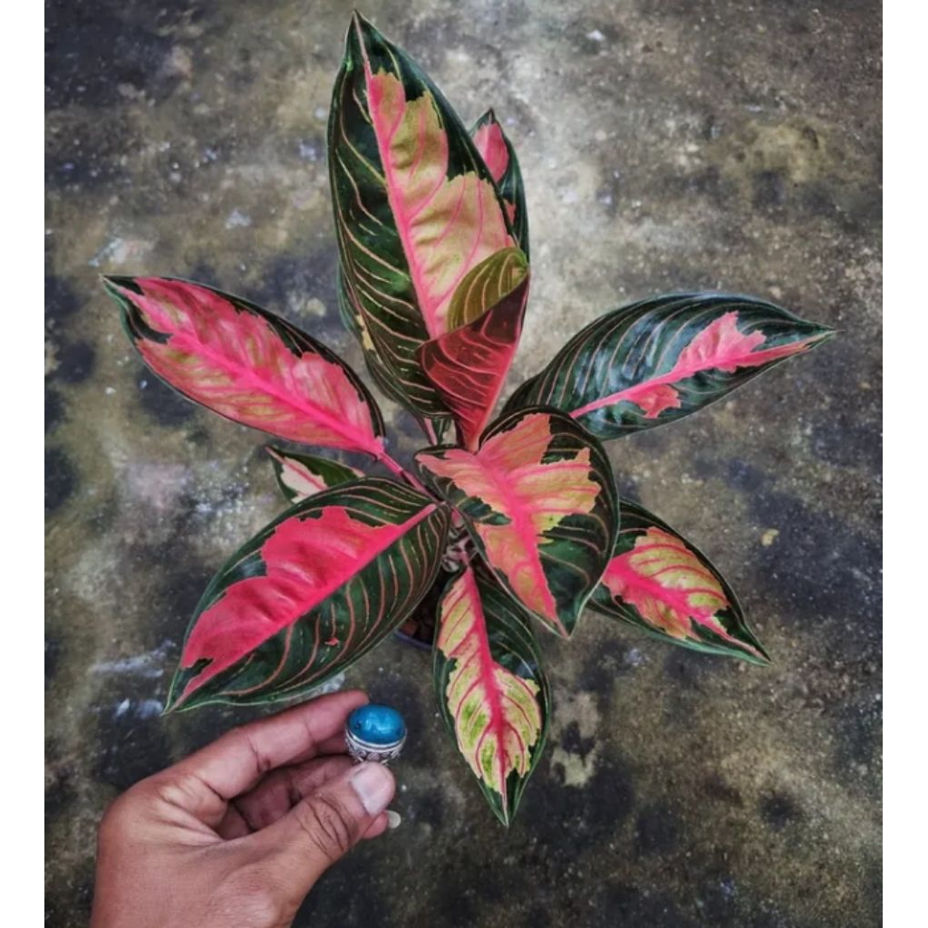 Tanaman Hias Aglonema CROWN OF SIAM bibit bonggol berakar/bertunas/bonggol aglonema crown of siam pa