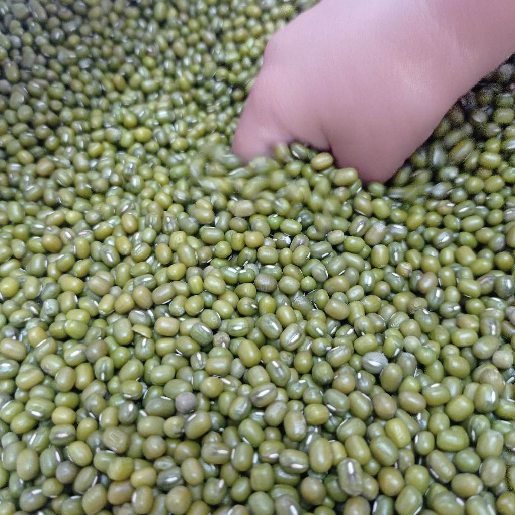 

Kacang Hijau Berkualitas