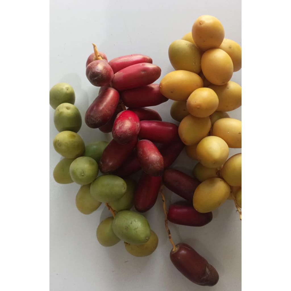 

[ JATENG ] Kurma Muda Barhe 500gr Fress Promil / Kurma Muda Promil