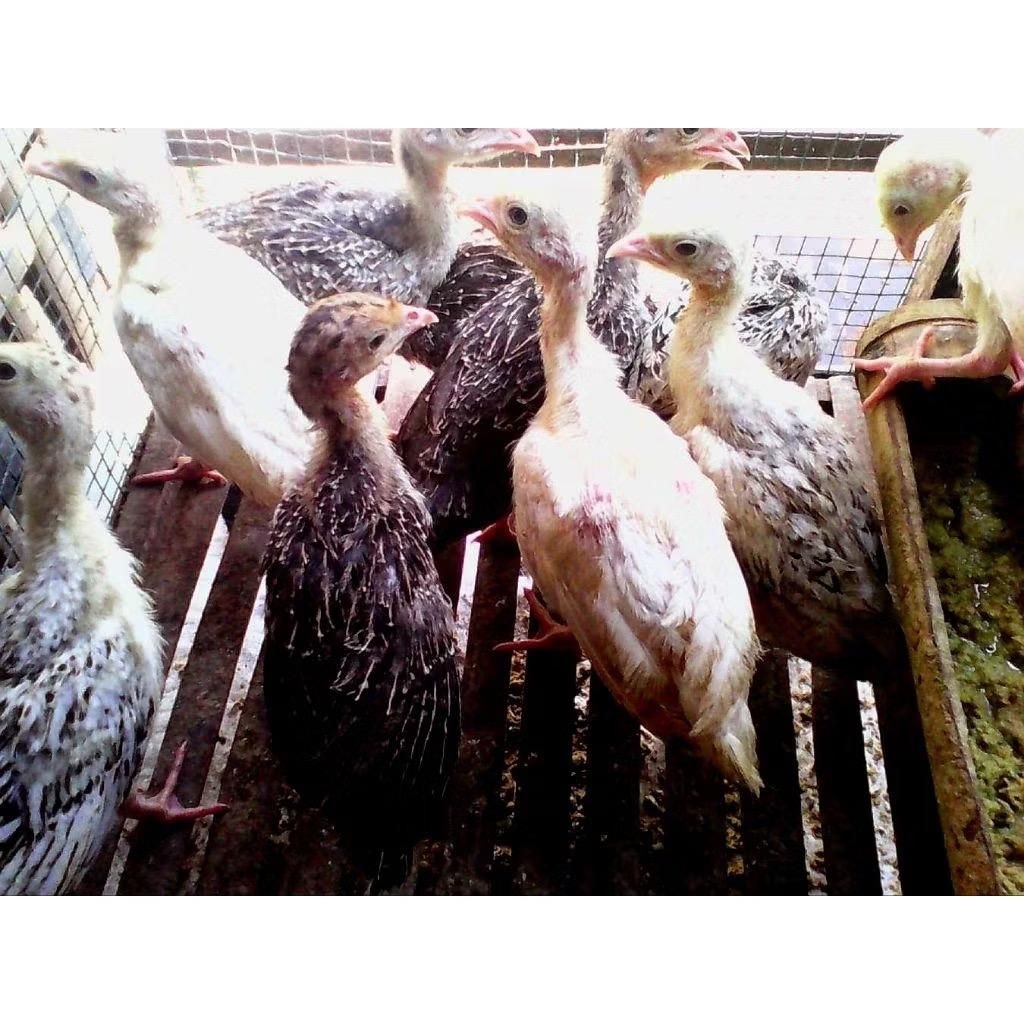 anak ayam kalkun aneka umur 123 bulan