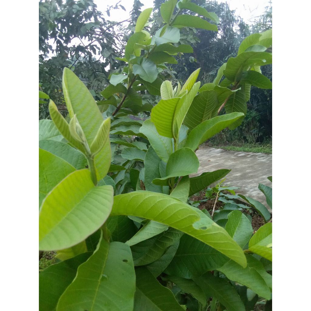 

daun/pucuk jambu batu/biji