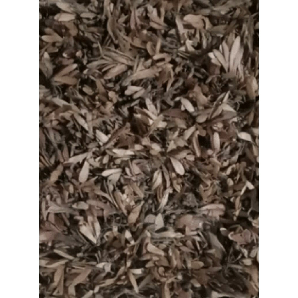 Benih Meranti Shorea sp - Biji Maranti Shorea SP - biji Meranti Unggul