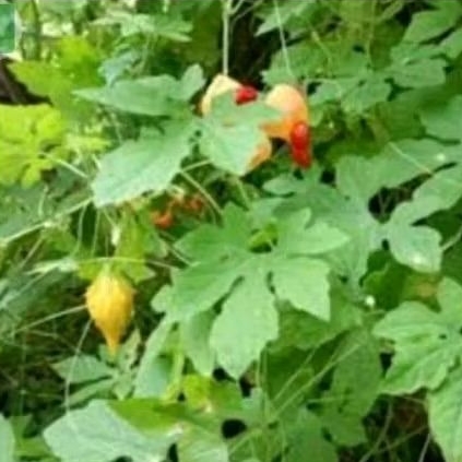 

sedia daun pare hutan, daun herbal kaya manfaat diambil saat order masuk dijamin fresh per 200 gram